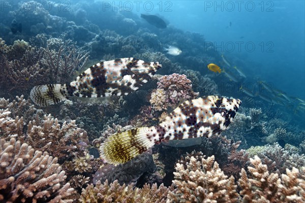 Two scrawled filefish (Aluterus scriptus)