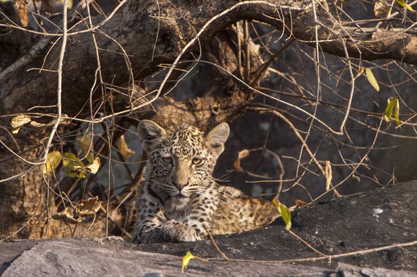 Young Leopard (Panthera pardus)