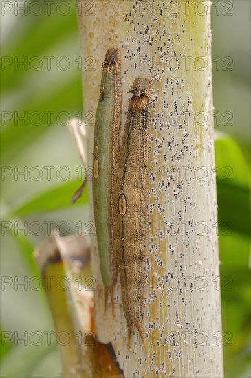 Caterpillars of the Pale Owl or Giant Owl butterfly (Caligo memnon)