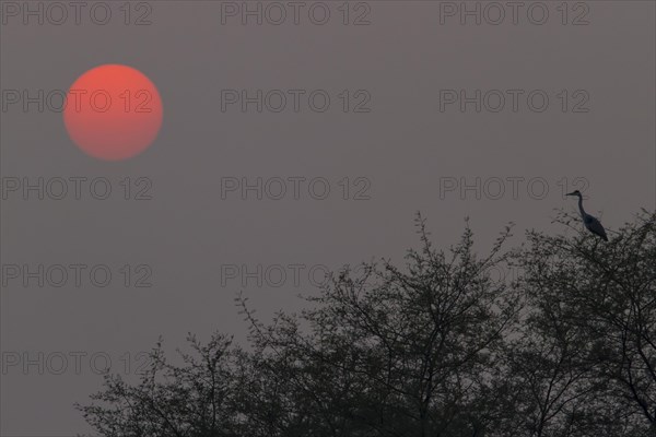 Grey Heron (Ardea cinerea) sitting on tree in the sunset