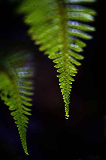 Fern