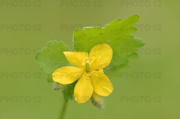 Greater celandine (Chelidonium majus)