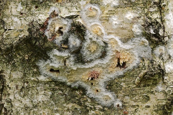 Toothed Crust (Hyphoderma radula)