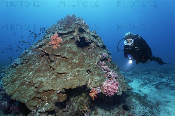 Soft corals growing on stony corals