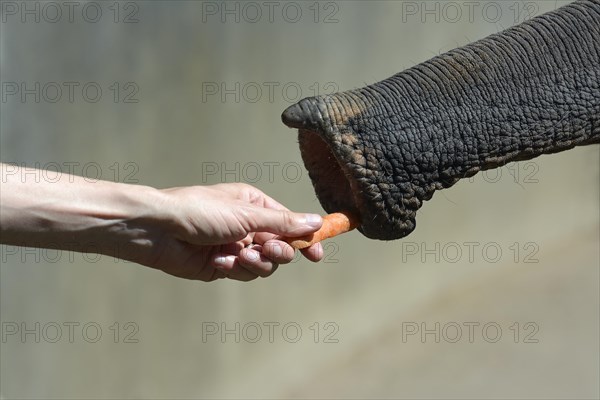 Asian Elephant (Elephas maximus) is fed with a carrot