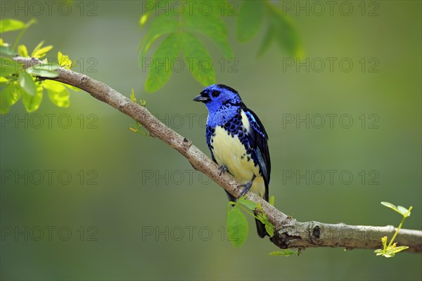 Turquoise Tanager (Tangara mexicana)