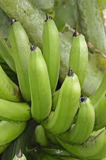 Banana tree