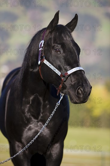 Quarter Horse wearing a show halter