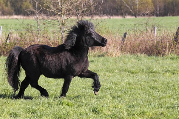 Shetland Pony