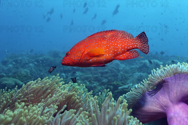 Coral Grouper (Cephalopholis miniata) on a coral reef