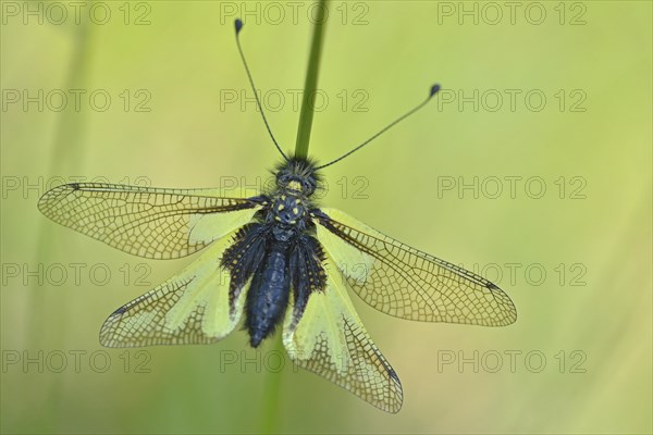 Owly Sulphur (Libelloides coccajus)