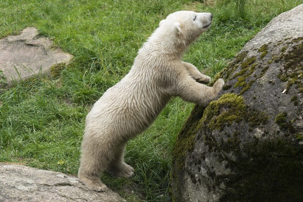 Polar bear (Ursus maritimus)