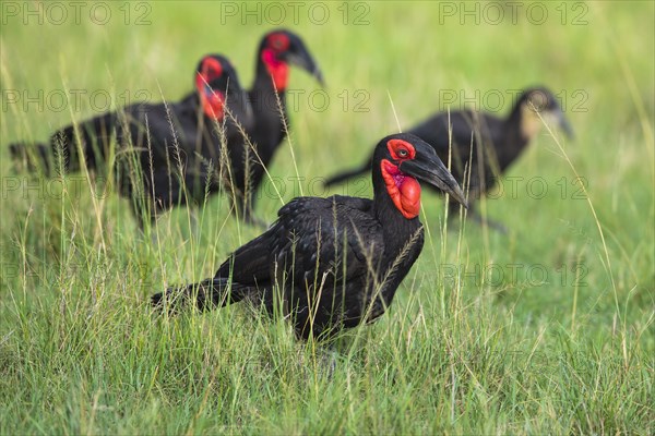 Southern ground hornbills (Bucorvus leadbeateri)