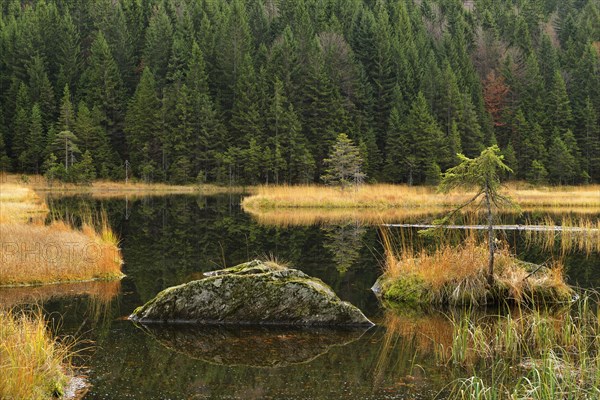 Autumn in the Naturschutzgebiet Kleiner Arbersee nature reserve