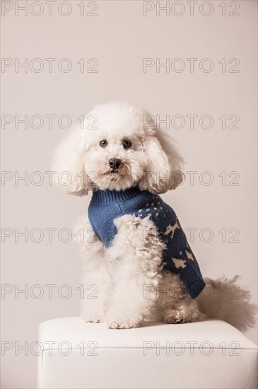 Toy poodle wearing a sweater