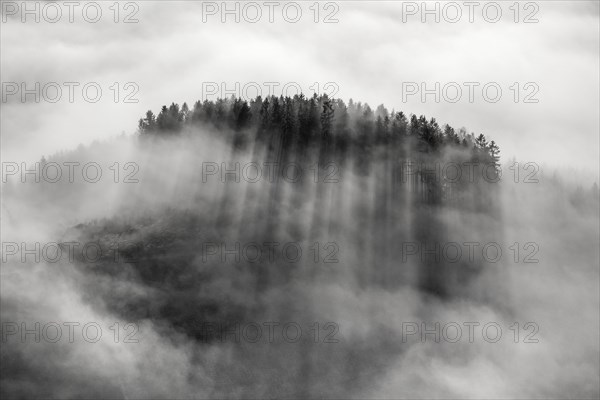 Hill with fir trees and spruce trees