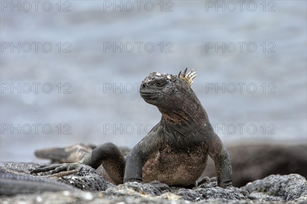 Sea Iguana or Galapagos Marine Iguana (Amblyrhynchus cristatus hassi)