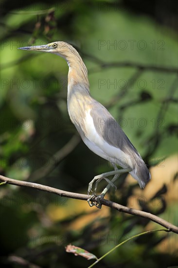 Javan Pond Heron (Ardeola speciosa)