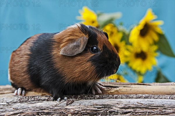 Smooth Guinea Pig