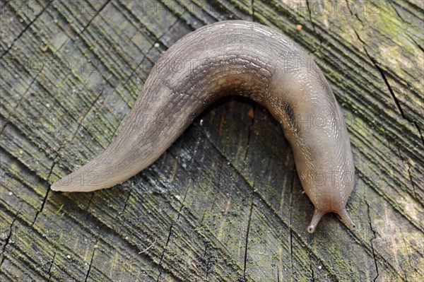 Tree Slug (Lehmannia marginata)