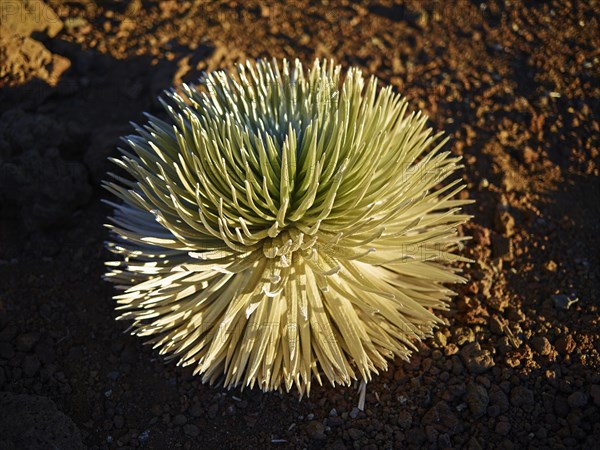 Haleakala Silversword (Argyroxiphium sandwicense macrocephalum)