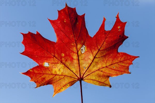 Norway Maple (Acer platanoides)