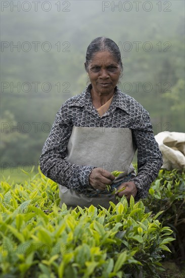 Tea picker at work