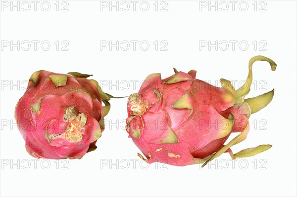 Pitahaya or Dragonfruit (Hylocereus undatus)