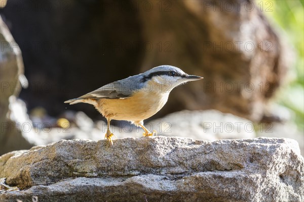 Eurasian Nuthatch (Sitta europaea)