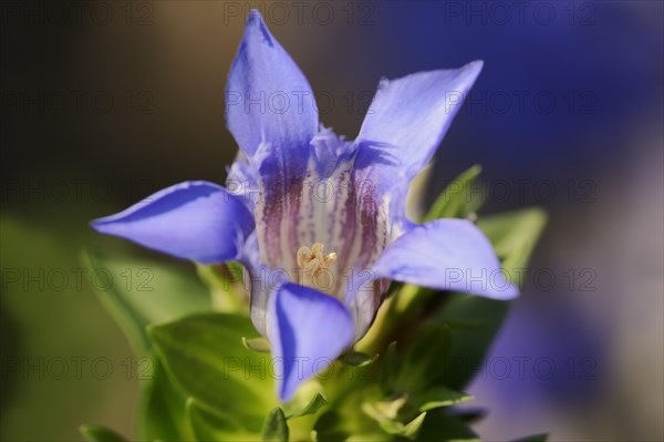 Crested Gentian or Summer Gentian (Gentiana septemfida var lagodechiana)