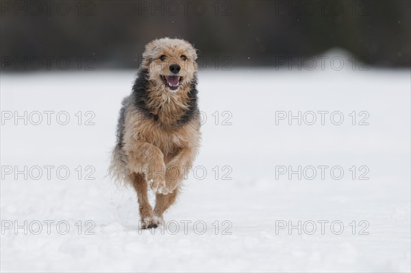 Bosnian Coarse-haired Hound