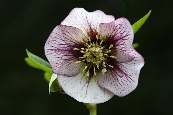 Oriental Hellebore or Lenten Rose (Helleborus orientalis cult.)