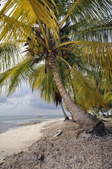 Lonely beach with palm trees