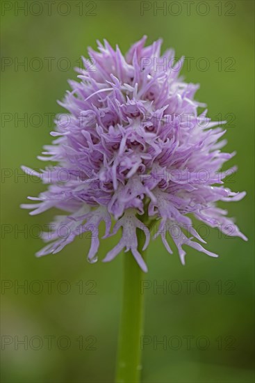 Naked Man Orchid or Italian Orchid (Orchis italica)