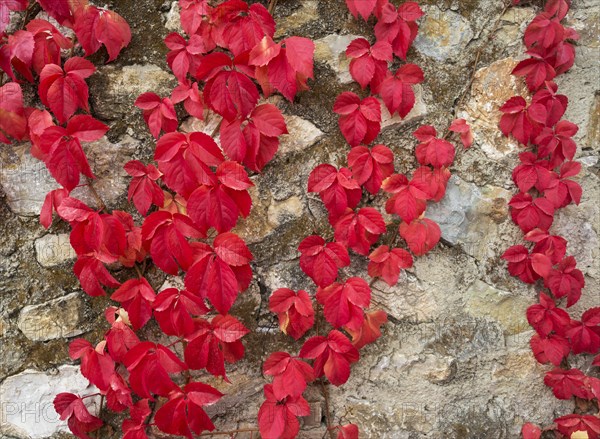 Wild Vine (Vitis vinifera) creeping on a stone wall