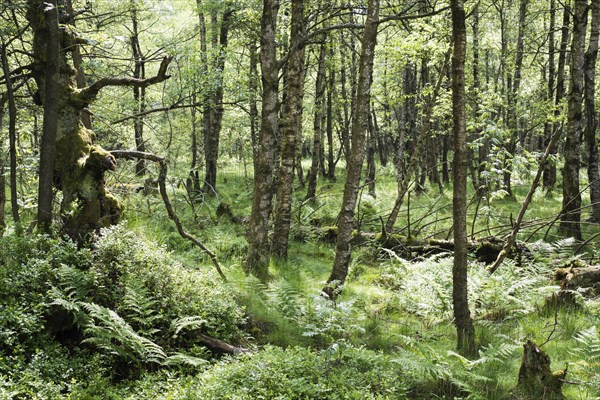 Forest in the Rotes Moor nature reserve