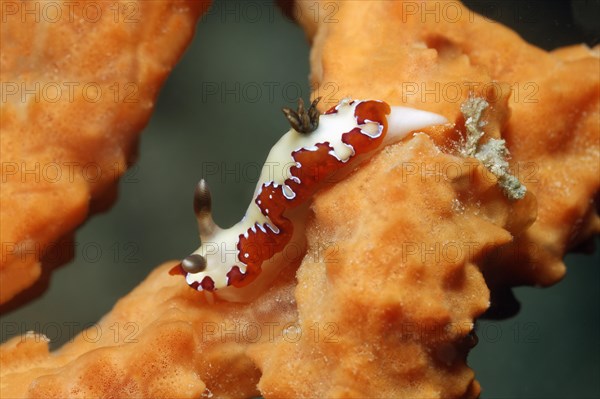 Nudibranch (Chromodoris fidelis)