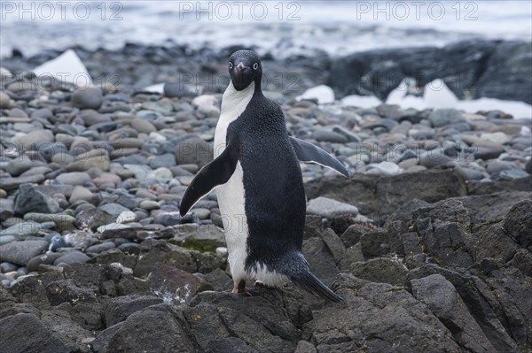 Gentoo Penguin (Pygoscelis papua)