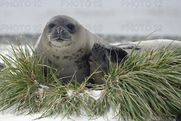 Two Southern elephant seals (Mirounga leonina)