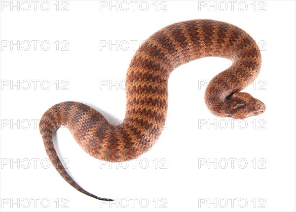 Common Death Adder (Acanthophis antarcticus)