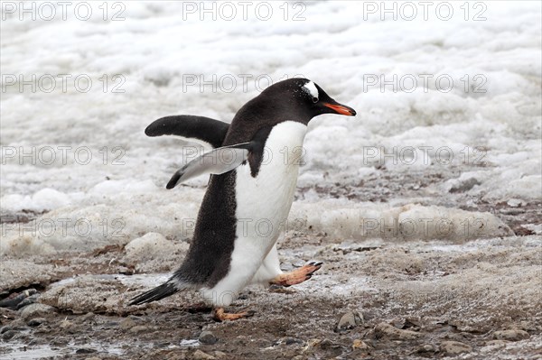 Gentoo Penguins (Pygoscelis papua)