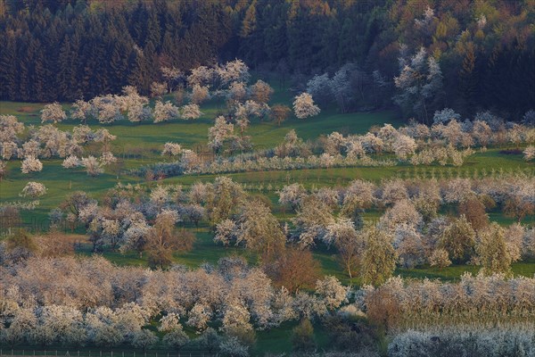 Blooming cherry trees in Eggener Valley