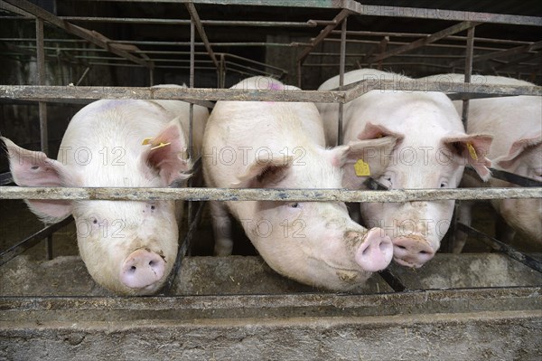 Pigs in a pig farm