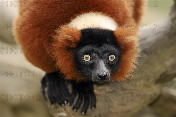 Red Ruffed Lemur (Varecia variegata rubra