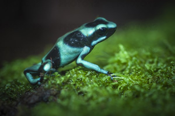 Green and Black Poison-dart Frog (Dendrobates auratus)