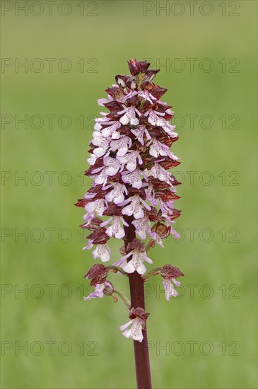 Lady Orchid (Orchis purpurea)