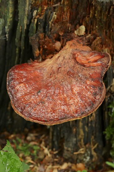 Beefsteak Fungus