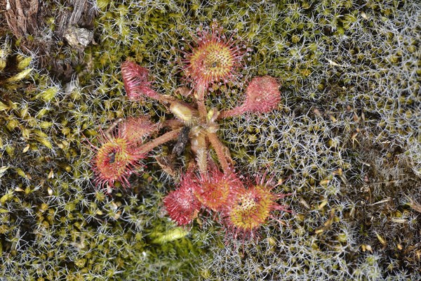 Sundew (Drosera rotundifolia)