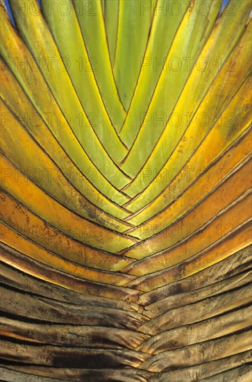 Petioles from the Traveller's Tree or Traveller's Palm (Ravenala madagascariensis)