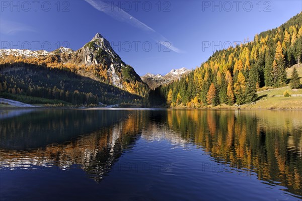 Autumnal coloured trees